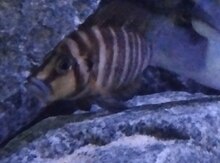 Kalvus Gold balığı