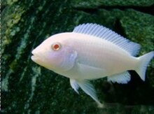 Pindani Albino balıqları 