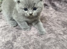 Şotland pişiyi balası