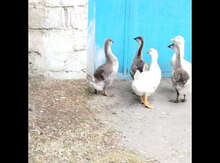 Qazlar