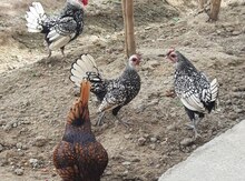Sibrayt  toyuqları