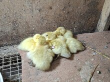 Lavanda ördək balaları