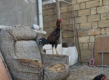 Heyratı xoruz
