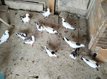 Göyərçin