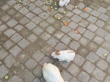 Dovşanlar