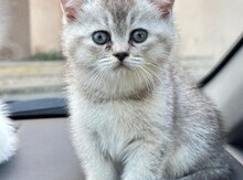 Şinşılla və şotland pişiyi balası
