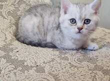 Şotland pişik balası
