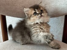 Brtish Longhair və Shorthair balaları