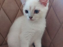 Колорная шиншилла мальчик