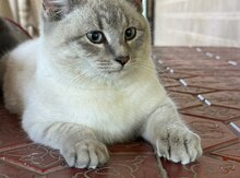Pişik