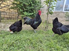Mayalı avstralorp toyuğu yumurtası