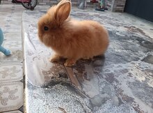 Mini lop dovşanı