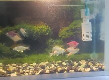 Akvarium və balıqlar