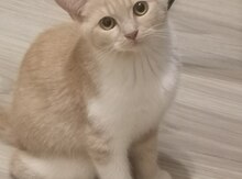 Pişik balası etibarlı əllərə verilir