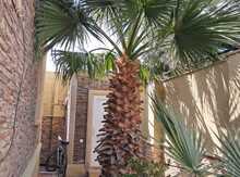 Palma ağacı