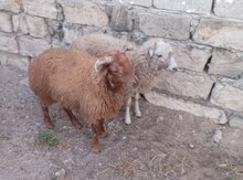 Quzular