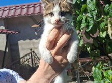 Sibir pişiyi balaları etibarlı əllərə verilir