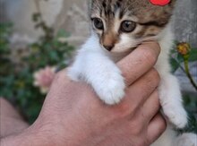 Sibir pişiyi balaları etibarlı əllərə verilir