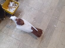 Göyərçin