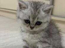 Şinşilla pişiyi balası