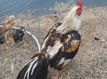 Heyratı xoruzu