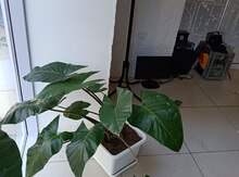 Alokasiya 
