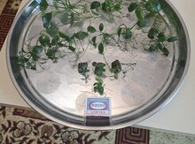 Anubias akvarium bitkisi