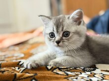 Britan pişiyi balası