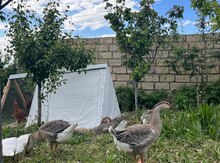 Kuban qaz və lal ördəklər