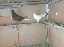 Göyərçinlər