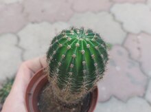 Kaktus bitkisi