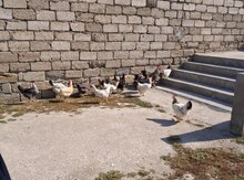 Toyuqlar