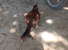 Heyratı fərəsi