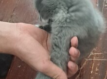 Şotland pişiyi balası