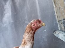 Heyratı toyuğu