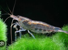 Amano krevetka
