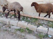 Qoyunlar