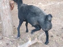 Qala qoyunları