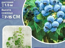 Голубика