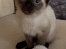Siam pişiyi balası