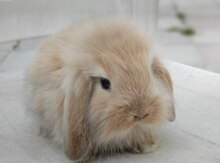 Mini Lop