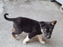 Alman ovçarkası balası