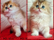 Золотые шиншилы
