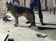 Alman ovçarkası