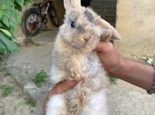 Dovşan