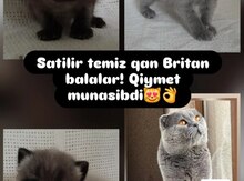 Britan pişiyi balaları