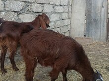 Hələb keçisi
