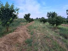100 sot torpaq sahəsi, Xaçmaz r.