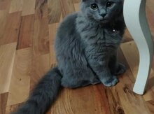 Şotland pişiyi balası