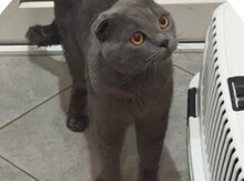 Британский вислоухий кот
